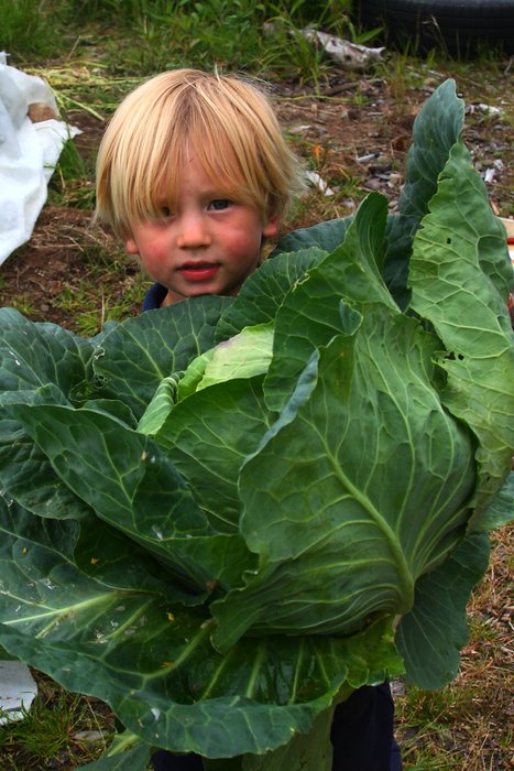 Harvesting Cabbage