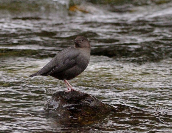Dipper on Rocky River