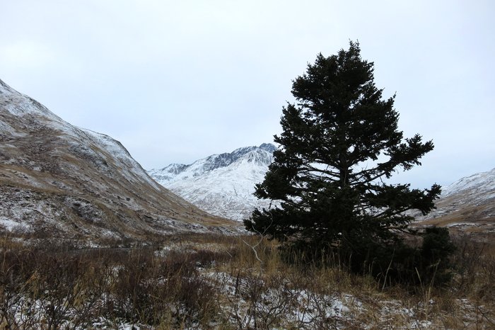 A single tree, probably planted by military personnel during WWII in a remote valley on Unalaska Island (Uniktali Bay Trail)