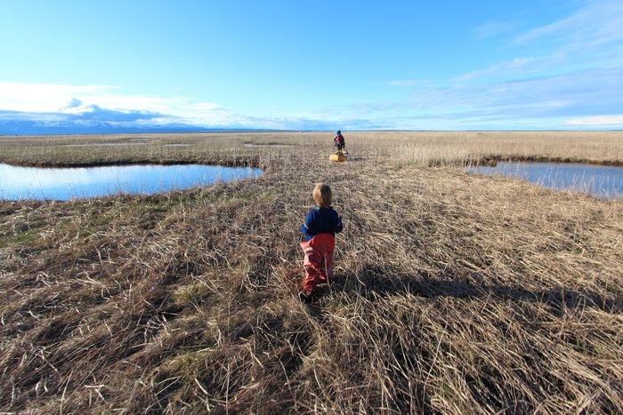 Katmai follows Erin across Redoubt Bay marsh flats