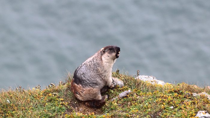 At Cape Lisburne marmots perch atop towering bird-rookery cliffs.