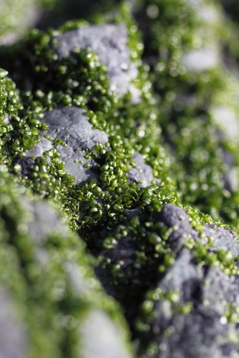 Tiny cups of algae on rocks high on the beach.