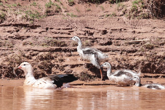 These geese were common in Peru and Bolivia as we traveled in the Altiplano (here on the banks of the Deseguadero River.)