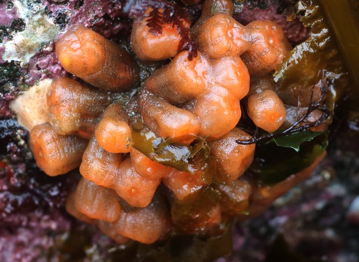 Orange tubes tunicate