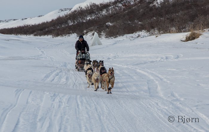 A Kotzebue dog driver takes a training run on the Baldwin Peninsula.