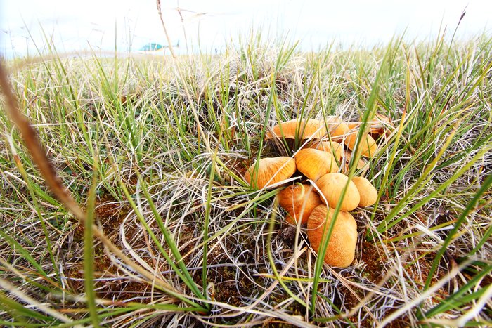 I'm not sure what these mushrooms are, but they seem to thrive in the permafrost tundra of Alaska's arctic.