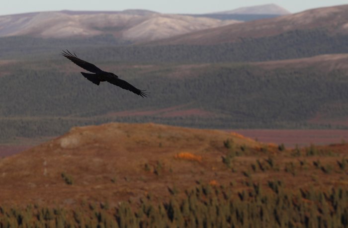 A raven soars over arctic black spruce forests.