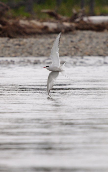 Arctic tern nearly dipping its wing in the Mulchatna River.