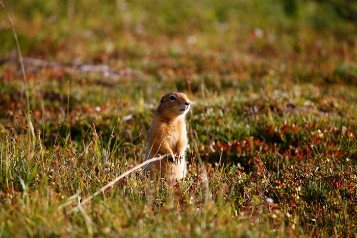 arctic ground squirrel (<em>Spermophilus parryiiem<?em>)