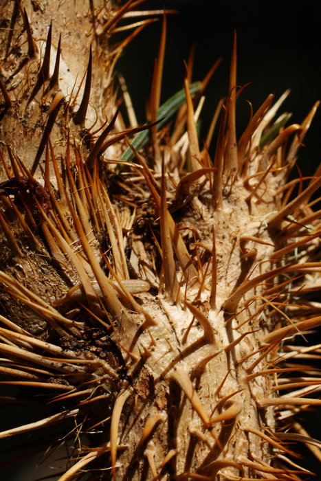 Devil's club is covered in needle-sharp thorns that break off and fester beneath the skin.