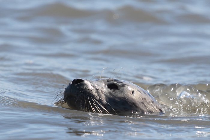 Baby seal following our packrafts at the edge of the Susitna Delta
