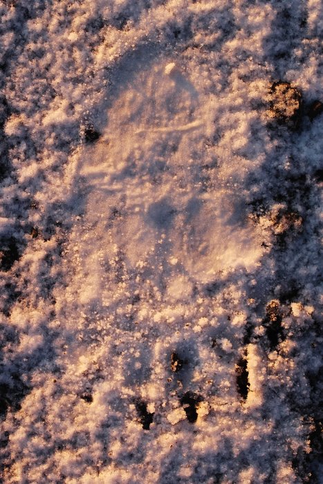 Bear tracks in the snow near our camp at Malaspina Lake