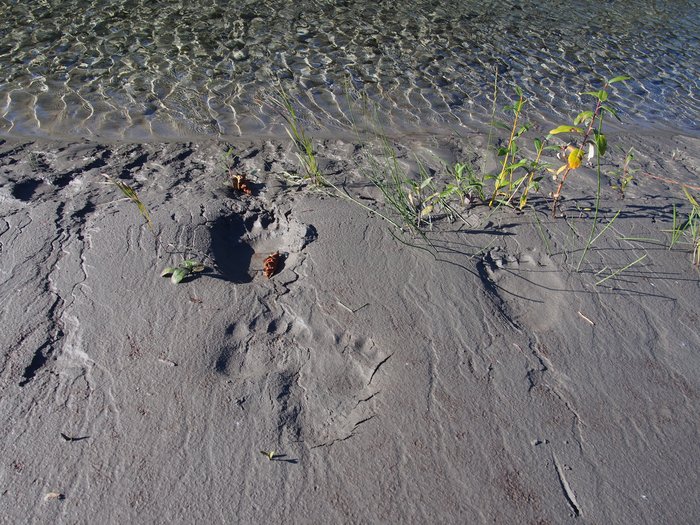 Bear tracks growing larger