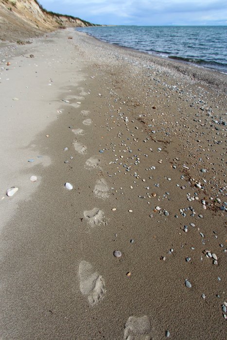 A small bear walked the shore of Lake Iliamna, leaving these tracks in the sand.