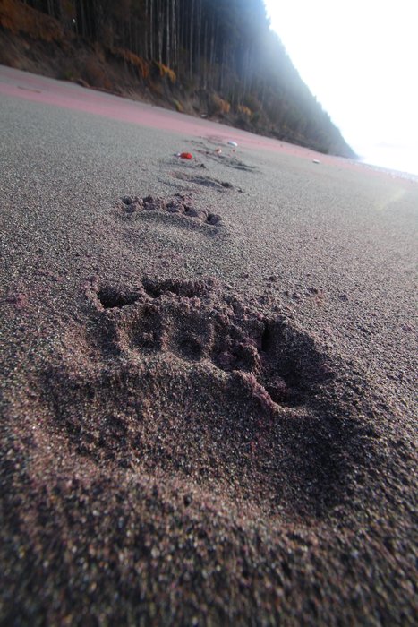 A line of bear tracks across garnet sand on the Gulf of Alaska