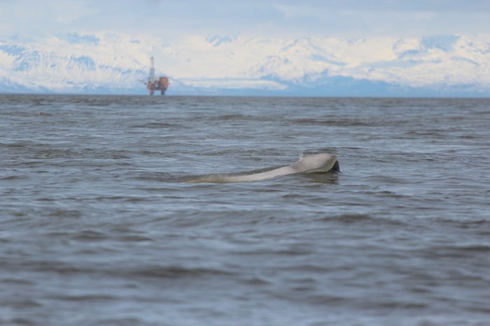 A young beluga whale surfaces in Cook Inlet near Nikiski.  An oil rig is visible in the distance.