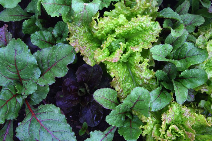 In June, lettuce and greens explode between young beets