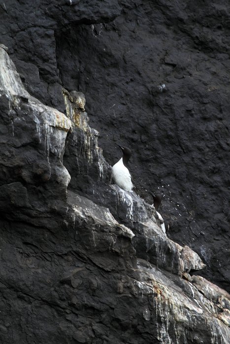 Photos of birds from our Arctic 2010 trek.