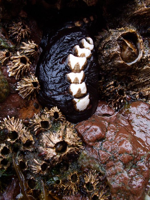The black leather chiton (Katherina tunicata, biadarki, or katy chiton) feeds on algae with its specialized mouth part called the radula. Unlike other chitons, it can withstand direct sunlight.