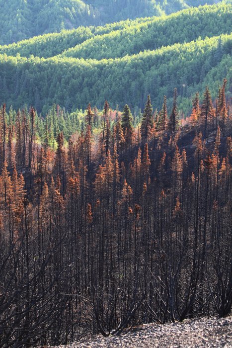 From within fire-ravaged forest, the red edges and untouched green forest are visible.