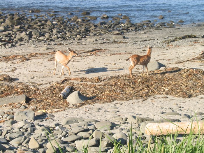 Deer on the beach at Partition Cove on Sitkalidak Island.