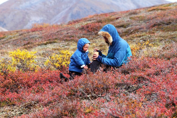 Picking berries with dad in fall colored tundra near the Red Dog Mine