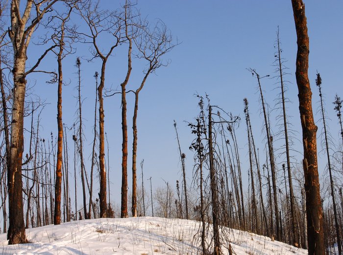Warming summers increase the impact of forest fires, allowing them to spread farther and consume more area.