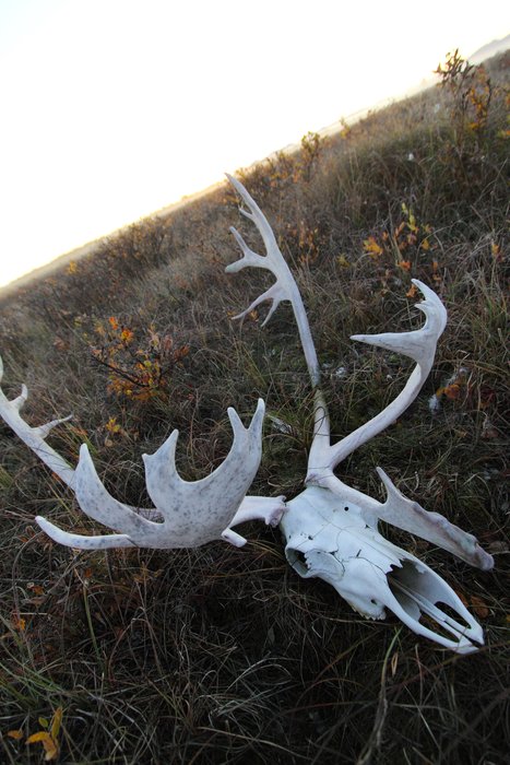Caribou skulls are one of the most common bones in the arctic tundra.