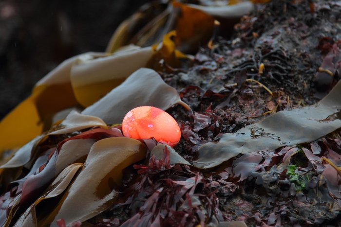 We hid Easter Eggs amidst kelp and sea stars, but the kids preferred to find the living creatures to the adult-engineered surprises.