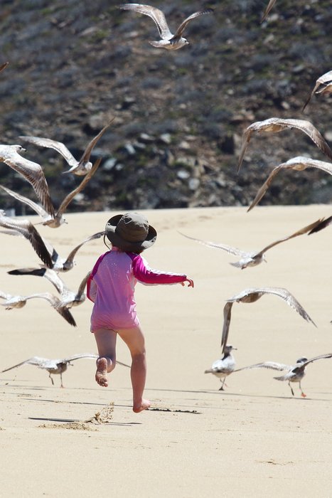 Lituya chases seagulls on the beach in Baja.