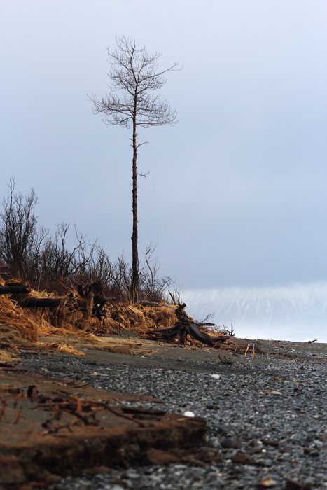 In some places along the Malaspina Glacier coast, <a href="http://www.groundtruthtrekking.org/Essays/Global-warming-coastal-erosion-malaspina-glacier.html">rapid coastal erosion</a> scrapes the beach down to mud.