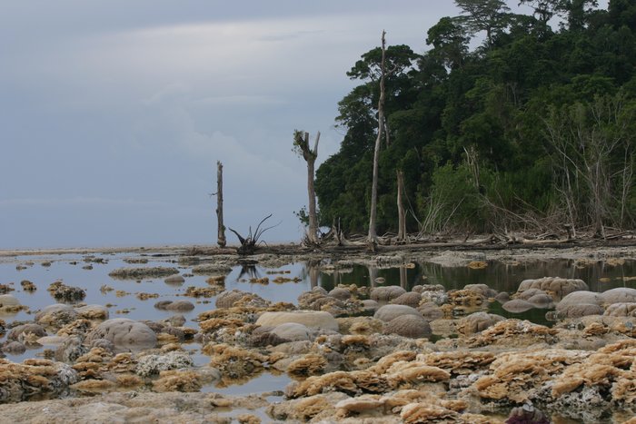 During earthquakes, like the magnitude 8.7 Nias earthquake about 10 days before this photo was taken, cause this small island to rise up out of the water.  When it does, coral is exposed and dies in the air, but forest advances down the former beach to reclaim that territory.  Then between earthquakes, the land subsides again, drowning the trees and allowing new coral to colonize the shallows.
