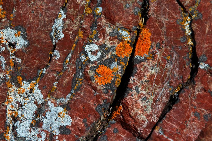 A rainbow of lichens growing on a red chert cliff
