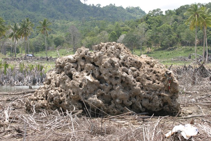A block of coral several meters across was carried inland by tsunami waves along the Sumatra Coast.