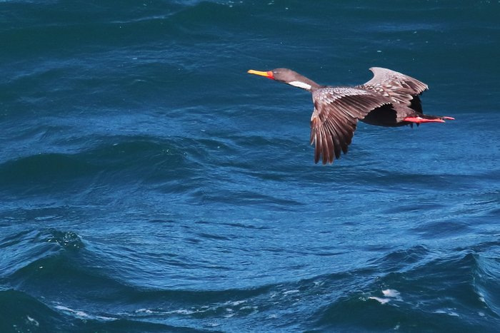A cormorant cruises over the waves along the coast of Peru.