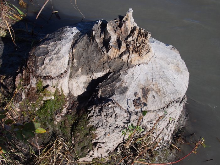 Cottonwood stump taken down by beaver