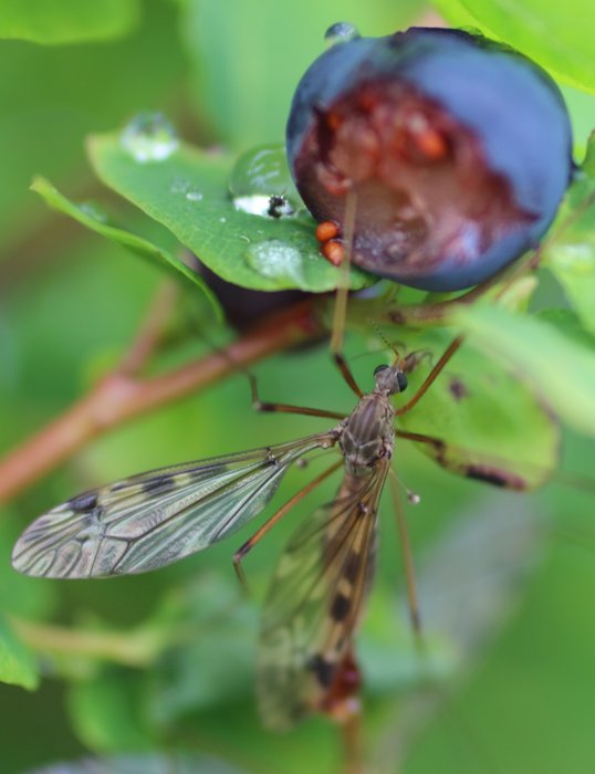 Did this cranefly eat that blueberry?  I suspect something else did, but the cranefly was attracted by the sugar.