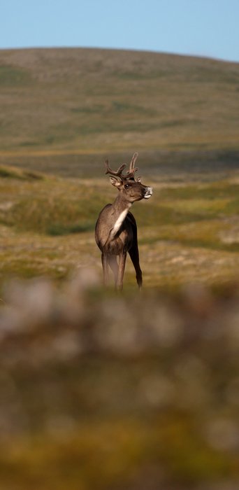 This caribou snuck up behind me as I was eating lunch on the tundra near Groundhog mountain.