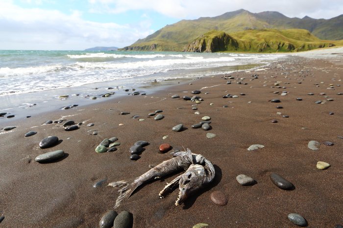 Huge numbers of pink salmon spawn in streams in the Aleutian Islands, and soon after their carcasses start washing up everywhere.