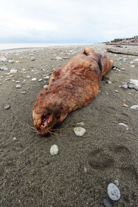 This dead sea lion was washed ashore near Malaspina Glacier, just east of Sitkagi Bluffs.