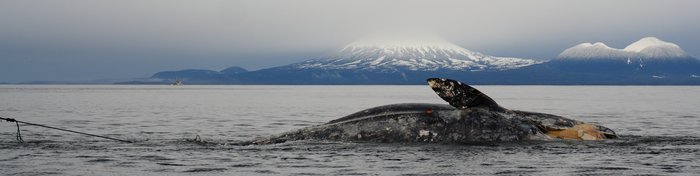 This gray whale washed ashore in Sitka, and we saw it under tow headed to a beach where it could be autopsied.