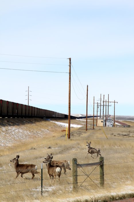 These deer nimbly ducked under the long line of coal trains to escape our attention.