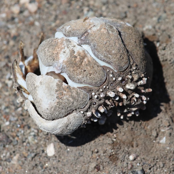 Near Chala, Peru, people have harvested food from the sea since Inca times, and the extremely dry conditions onland mean that shell middens are nearly ubiquitous, containing shells and other remains like this chiton exoskeleton.