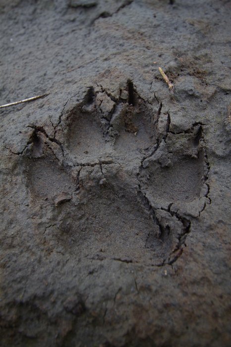 Wolf tracks in the mud on the bank of the Kuskokwim River.