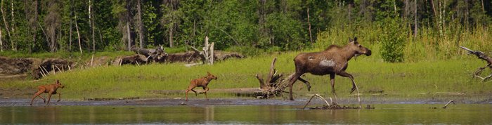 Many moose and their calves make the upper river their home.