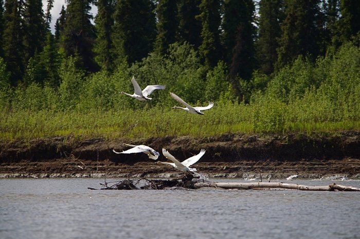 Trumpeter swans take flight on the banks of the Kuskokwim River.