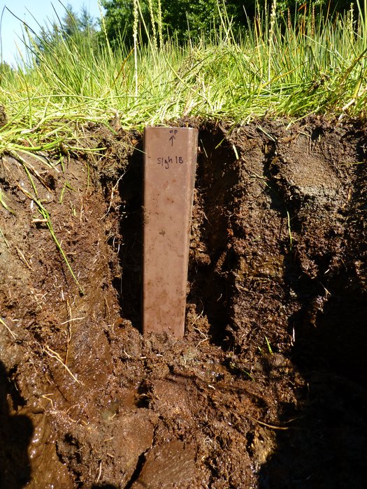 To collect a sample of peat, Hig carved the side of a small pit into a boxy shape that a drain-pipe could be fit around.  After labeling it, he cut the back of the peat and removed the whole sample intact.