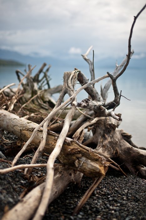 Driftwood on the edge of Lake Tustumena