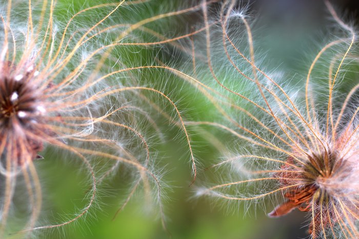 Related to dandelions, dryas seeds like to get lofted into the wind.