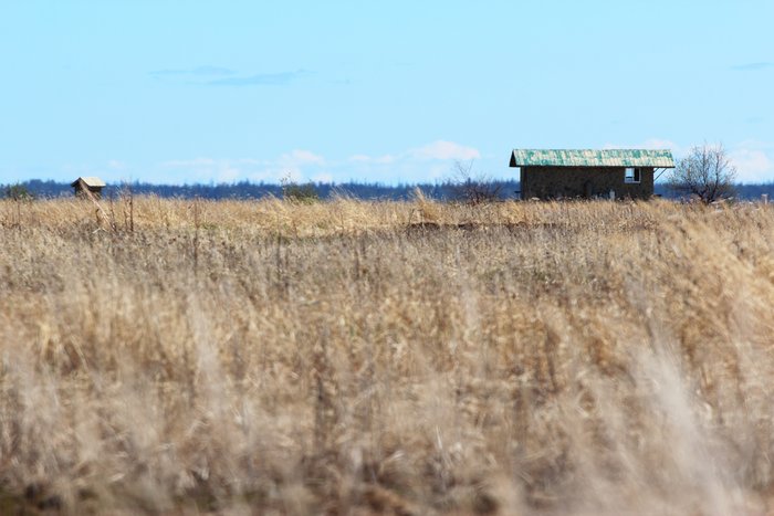 The roof of a duck shack pokes above grass on Redoubt Bay